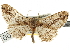  ( - CNCLEP00102729)  @11 [ ] CreativeCommons - Attribution (2013) CBG Photography Group Centre for Biodiversity Genomics