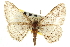  ( - CNCLEP00102731)  @11 [ ] CreativeCommons - Attribution (2013) CBG Photography Group Centre for Biodiversity Genomics