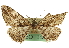  ( - CNCLEP00102734)  @13 [ ] CreativeCommons - Attribution (2013) CBG Photography Group Centre for Biodiversity Genomics