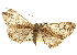  ( - CNCLEP00102736)  @11 [ ] CreativeCommons - Attribution (2013) CBG Photography Group Centre for Biodiversity Genomics