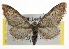  ( - CNCLEP00102740)  @15 [ ] CreativeCommons - Attribution (2013) CBG Photography Group Centre for Biodiversity Genomics