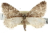  ( - CNCLEP00102784)  @14 [ ] CreativeCommons - Attribution (2013) CBG Photography Group Centre for Biodiversity Genomics