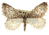  ( - CNCLEP00102785)  @14 [ ] CreativeCommons - Attribution (2013) CBG Photography Group Centre for Biodiversity Genomics
