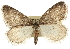  ( - CNCLEP00102786)  @14 [ ] CreativeCommons - Attribution (2013) CBG Photography Group Centre for Biodiversity Genomics