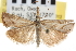  (Agriphila biothanatalis - CNCLEP00103013)  @13 [ ] CreativeCommons - Attribution (2013) CNC/CBG Photography Group Centre for Biodiversity Genomics