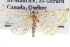  (Phlyctaenia quebecensis - CNCLEP00103057)  @11 [ ] CreativeCommons - Attribution (2013) CNC/CBG Photography Group Centre for Biodiversity Genomics