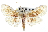  (Polygrammodes sanguinalis - CNCLEP00103063)  @15 [ ] CreativeCommons - Attribution (2013) CNC/CBG Photography Group Centre for Biodiversity Genomics