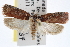  ( - CNCLEP00103074)  @14 [ ] CreativeCommons - Attribution (2013) CNC/CBG Photography Group Centre for Biodiversity Genomics