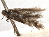  ( - CNCLEP00103079)  @11 [ ] CreativeCommons - Attribution (2013) CNC/CBG Photography Group Centre for Biodiversity Genomics