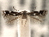  ( - CNCLEP00103082)  @14 [ ] CreativeCommons - Attribution (2013) CNC/CBG Photography Group Centre for Biodiversity Genomics