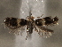  ( - CNCLEP00103138)  @11 [ ] CreativeCommons - Attribution (2013) CNC/CBG Photography Group Centre for Biodiversity Genomics