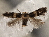  ( - CNCLEP00103140)  @11 [ ] CreativeCommons - Attribution (2013) CNC/CBG Photography Group Centre for Biodiversity Genomics