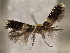  ( - CNCLEP00103141)  @11 [ ] CreativeCommons - Attribution (2013) CNC/CBG Photography Group Centre for Biodiversity Genomics