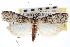  (Dioryctria albovittella - CNCLEP00103198)  @15 [ ] CreativeCommons - Attribution (2013) CNC/CBG Photography Group Centre for Biodiversity Genomics