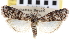  ( - CNCLEP00103216)  @11 [ ] CreativeCommons - Attribution (2013) CNC/CBG Photography Group Centre for Biodiversity Genomics
