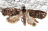  ( - CNCLEP00103263)  @13 [ ] CreativeCommons - Attribution (2013) CNC/CBG Photography Group Centre for Biodiversity Genomics