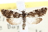  ( - CNCLEP00103271)  @11 [ ] CreativeCommons - Attribution (2013) CNC/CBG Photography Group Centre for Biodiversity Genomics