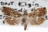  ( - CNCLEP00103333)  @11 [ ] CreativeCommons - Attribution (2013) CNC/CBG Photography Group Centre for Biodiversity Genomics