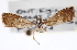 ( - CNCLEP00103335)  @11 [ ] CreativeCommons - Attribution (2013) CNC/CBG Photography Group Centre for Biodiversity Genomics