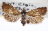  ( - CNCLEP00103336)  @11 [ ] CreativeCommons - Attribution (2013) CNC/CBG Photography Group Centre for Biodiversity Genomics