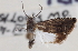  ( - CNCLEP00103338)  @11 [ ] CreativeCommons - Attribution (2013) CNC/CBG Photography Group Centre for Biodiversity Genomics