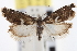  ( - CNCLEP00103343)  @11 [ ] CreativeCommons - Attribution (2013) CNC/CBG Photography Group Centre for Biodiversity Genomics