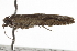  ( - CNCLEP00103348)  @11 [ ] CreativeCommons - Attribution (2013) CNC/CBG Photography Group Centre for Biodiversity Genomics