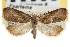  ( - CNCLEP00103371)  @11 [ ] CreativeCommons - Attribution (2013) CNC/CBG Photography Group Centre for Biodiversity Genomics