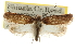  (Agonopterix antennariella - CNCLEP00103448)  @15 [ ] CreativeCommons - Attribution (2013) CBG Photography Group Centre for Biodiversity Genomics