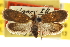  ( - CNCLEP00103459)  @13 [ ] CreativeCommons - Attribution (2013) CBG Photography Group Centre for Biodiversity Genomics
