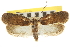  (Agonopterix nigrinotella - CNCLEP00103472)  @14 [ ] CreativeCommons - Attribution (2013) CBG Photography Group Centre for Biodiversity Genomics