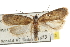  ( - CNCLEP00103487)  @11 [ ] CreativeCommons - Attribution (2013) CBG Photography Group Centre for Biodiversity Genomics