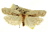  ( - CNCLEP00103946)  @11 [ ] CreativeCommons - Attribution (2013) CBG Photography Group Centre for Biodiversity Genomics