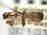  ( - CNCLEP00103958)  @11 [ ] CreativeCommons - Attribution (2013) CBG Photography Group Centre for Biodiversity Genomics