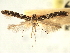  ( - CNCLEP00103977)  @11 [ ] CreativeCommons - Attribution (2013) CBG Photography Group Centre for Biodiversity Genomics
