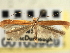 ( - CNCLEP00103989)  @11 [ ] CreativeCommons - Attribution (2013) CBG Photography Group Centre for Biodiversity Genomics