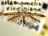  ( - CNCLEP00103994)  @11 [ ] CreativeCommons - Attribution (2013) CBG Photography Group Centre for Biodiversity Genomics