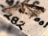  (Leucospilapteryx venustella - CNCLEP00104005)  @11 [ ] CreativeCommons - Attribution (2013) CBG Photography Group Centre for Biodiversity Genomics