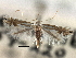  ( - CNCLEP00104085)  @11 [ ] CreativeCommons - Attribution (2013) CBG Photography Group Centre for Biodiversity Genomics