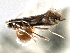  ( - CNCLEP00104086)  @11 [ ] CreativeCommons - Attribution (2013) CBG Photography Group Centre for Biodiversity Genomics