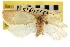  ( - CNCLEP00104217)  @11 [ ] CreativeCommons - Attribution (2013) CBG Photography Group Centre for Biodiversity Genomics