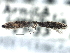  ( - CNCLEP00104245)  @11 [ ] CreativeCommons - Attribution (2013) CBG Photography Group Centre for Biodiversity Genomics