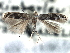  ( - CNCLEP00104246)  @11 [ ] CreativeCommons - Attribution (2013) CBG Photography Group Centre for Biodiversity Genomics
