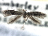  ( - CNCLEP00104247)  @11 [ ] CreativeCommons - Attribution (2013) CBG Photography Group Centre for Biodiversity Genomics