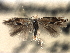  ( - CNCLEP00104255)  @11 [ ] CreativeCommons - Attribution (2013) CBG Photography Group Centre for Biodiversity Genomics