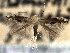  ( - CNCLEP00104256)  @11 [ ] CreativeCommons - Attribution (2013) CBG Photography Group Centre for Biodiversity Genomics