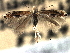  ( - CNCLEP00104257)  @11 [ ] CreativeCommons - Attribution (2013) CBG Photography Group Centre for Biodiversity Genomics