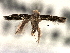  ( - CNCLEP00104283)  @11 [ ] CreativeCommons - Attribution (2013) CBG Photography Group Centre for Biodiversity Genomics