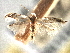  ( - CNCLEP00104286)  @11 [ ] CreativeCommons - Attribution (2013) CBG Photography Group Centre for Biodiversity Genomics