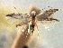  ( - CNCLEP00104289)  @11 [ ] CreativeCommons - Attribution (2013) CBG Photography Group Centre for Biodiversity Genomics